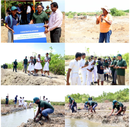 SLT-MOBITEL reaffirms commitment to environment with landmark mangrove restoration project at Puttalam