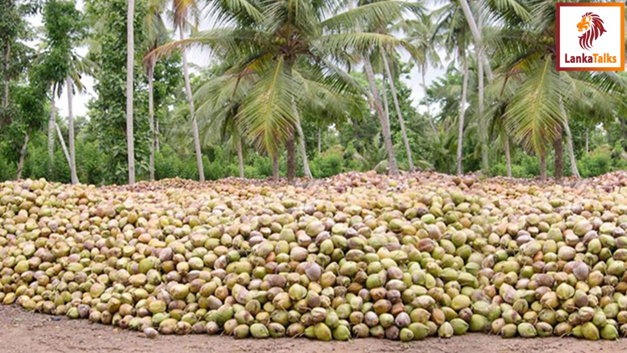 Coconut product exports surge in November 2024
