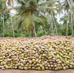 Coconut product exports surge in November 2024