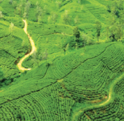 Pekoe Trail amongst Nat Geo’s top 20