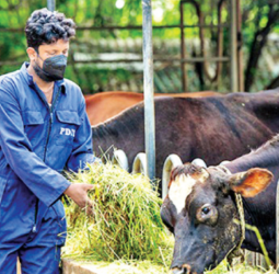 All Island Dairy Association voices concerns over escalating input costs