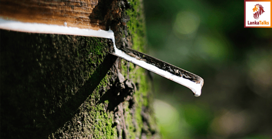 Favourable tapping conditions improve Jan. rubber production