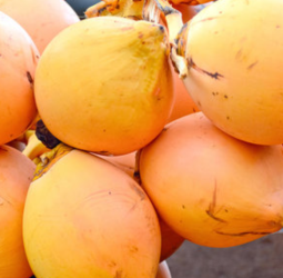 King coconut exporters agree to price of Rs. 2,000 per fruit