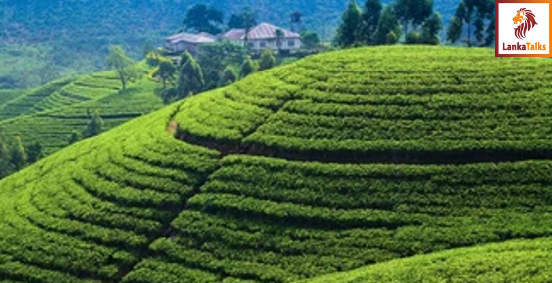 Plantations enterprise reform programme set to roll out