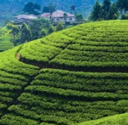 Plantations enterprise reform programme set to roll out