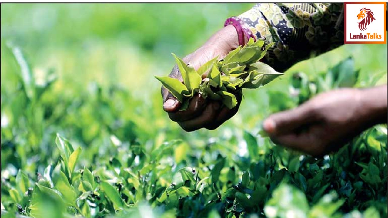 2023 tea crop improves marginally