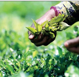2023 tea crop improves marginally