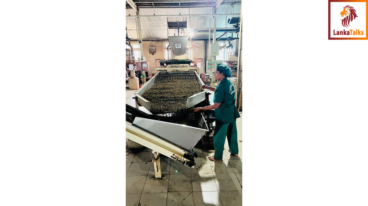 Chronicles of Pure Ceylon Tea  Aislaby Estate: A Jewel in Sri Lanka's Tea Crown