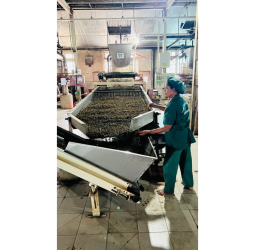 Chronicles of Pure Ceylon Tea  Aislaby Estate: A Jewel in Sri Lanka's Tea Crown