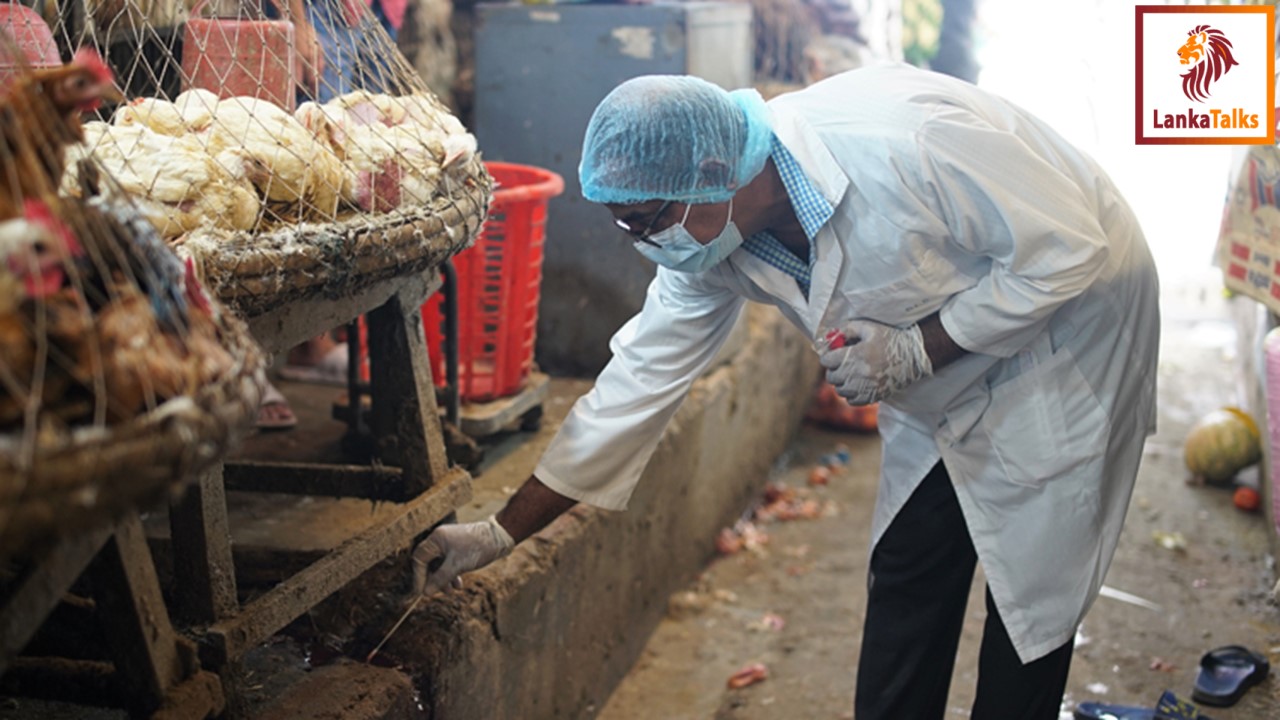 FAO urges immediate action as new variants of avian influenza threaten Asia and the Pacific