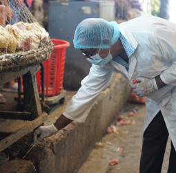 FAO urges immediate action as new variants of avian influenza threaten Asia and the Pacific