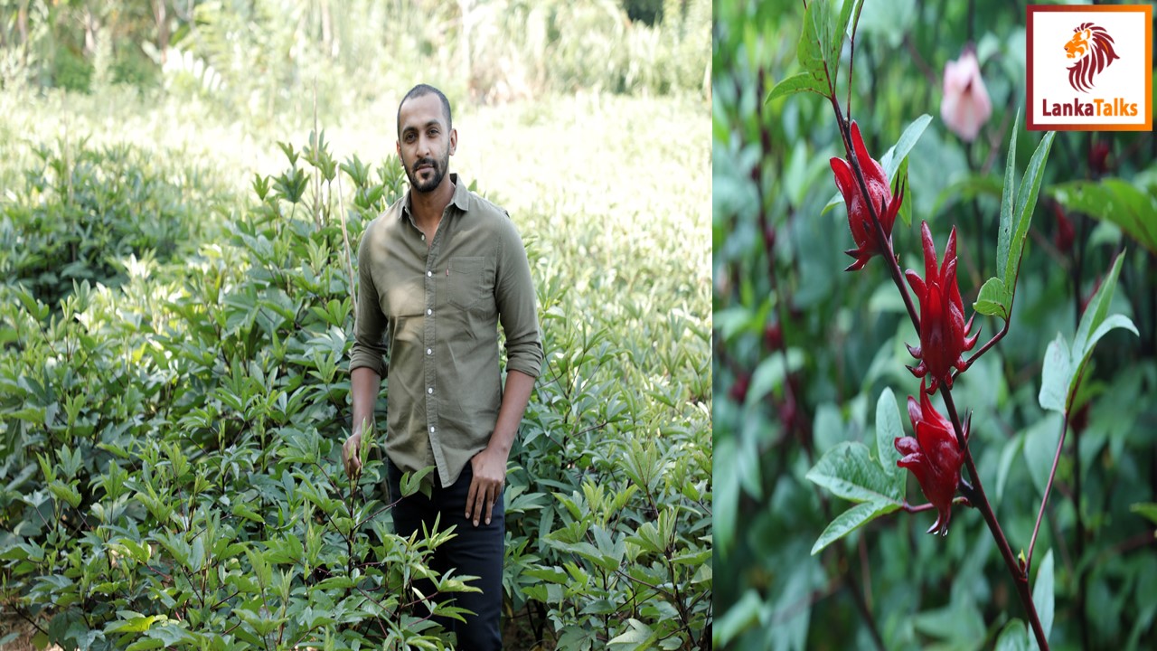 Ceylon Hibiscus becomes the first Sri Lankan Company to cultivate export-quality Roselle Hibiscus Tea
