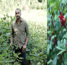 Ceylon Hibiscus becomes the first Sri Lankan Company to cultivate export-quality Roselle Hibiscus Tea