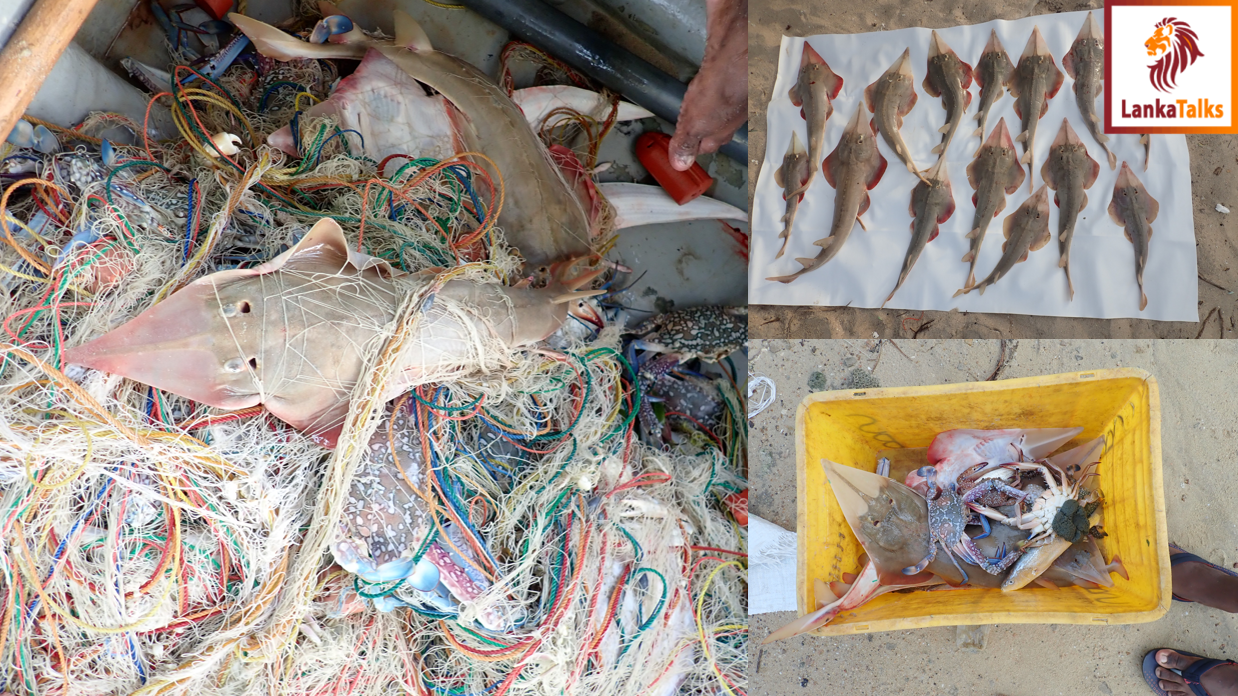 Could you believe that crabs kill giant guitarfish?