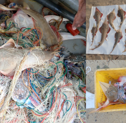 Could you believe that crabs kill giant guitarfish?