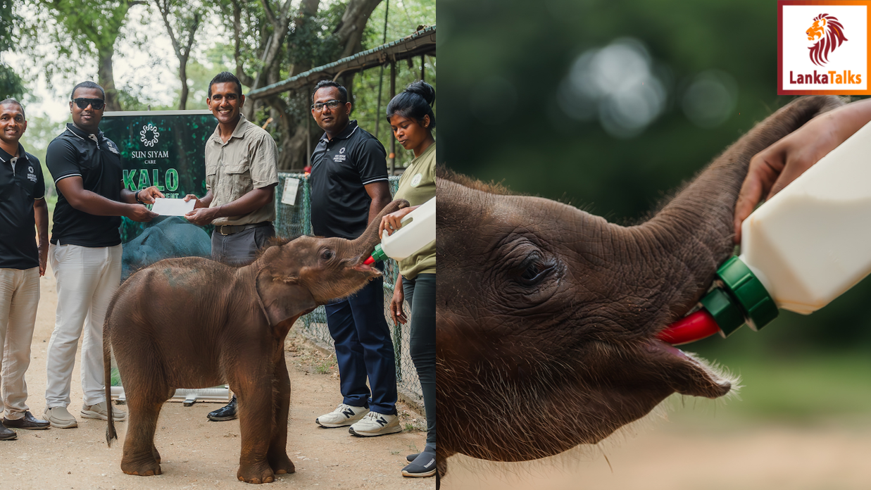 Sun Siyam Pasikudah launches CarePhant project to foster  baby elephant named Kalo