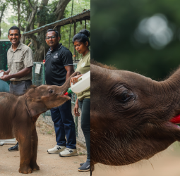 Sun Siyam Pasikudah launches CarePhant project to foster  baby elephant named Kalo