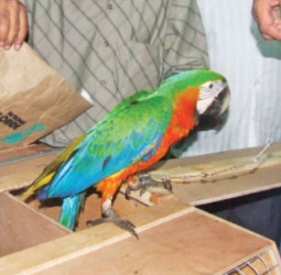 WNPS’ monthly lecture on bio-piracy at BMICH on November 21