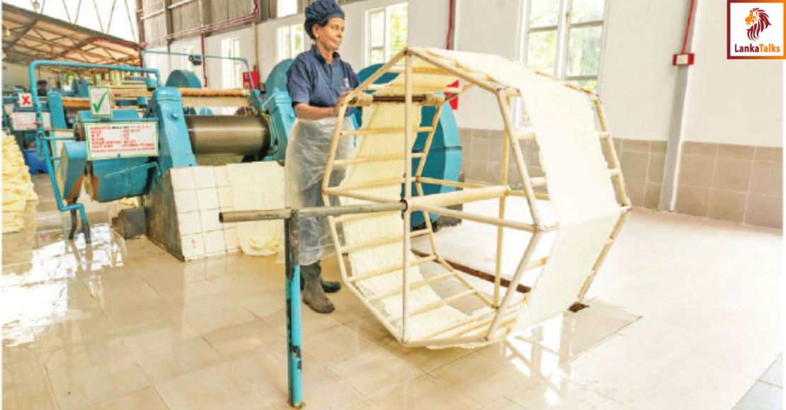 HPL first in SL to comply with EU Deforestation Regulations