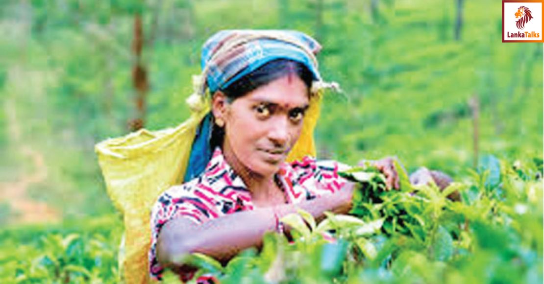 October tea exports increase by 2.58 M/Kgs