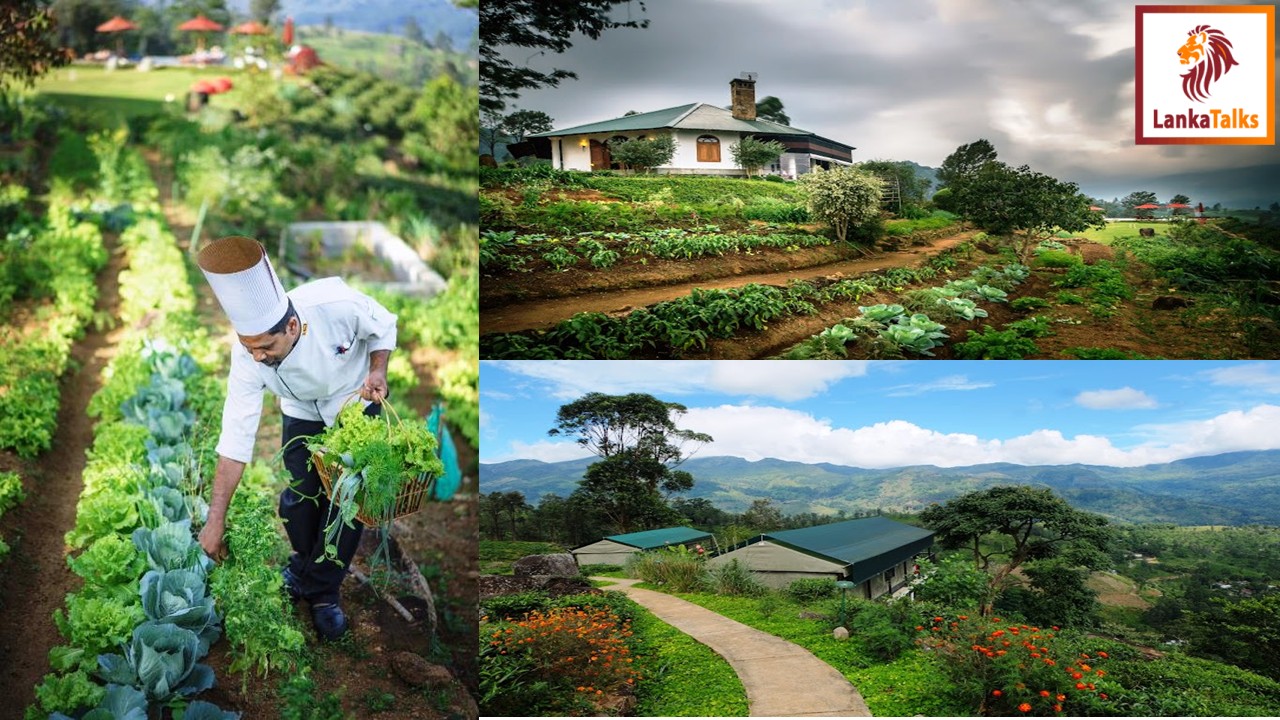 Madulkelle Tea and Eco Lodge to export home grown agro products