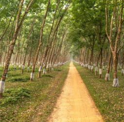 HPL becomes the first in Sri Lanka to comply with European Union Deforestation Regulations