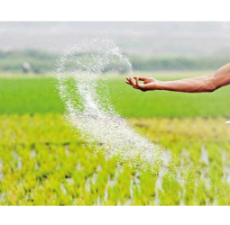 Distribution of fertilizer subsidy for ‘Maha Season’ begins