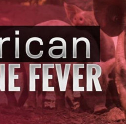 Virus may have entered through imported pork from airports and ports