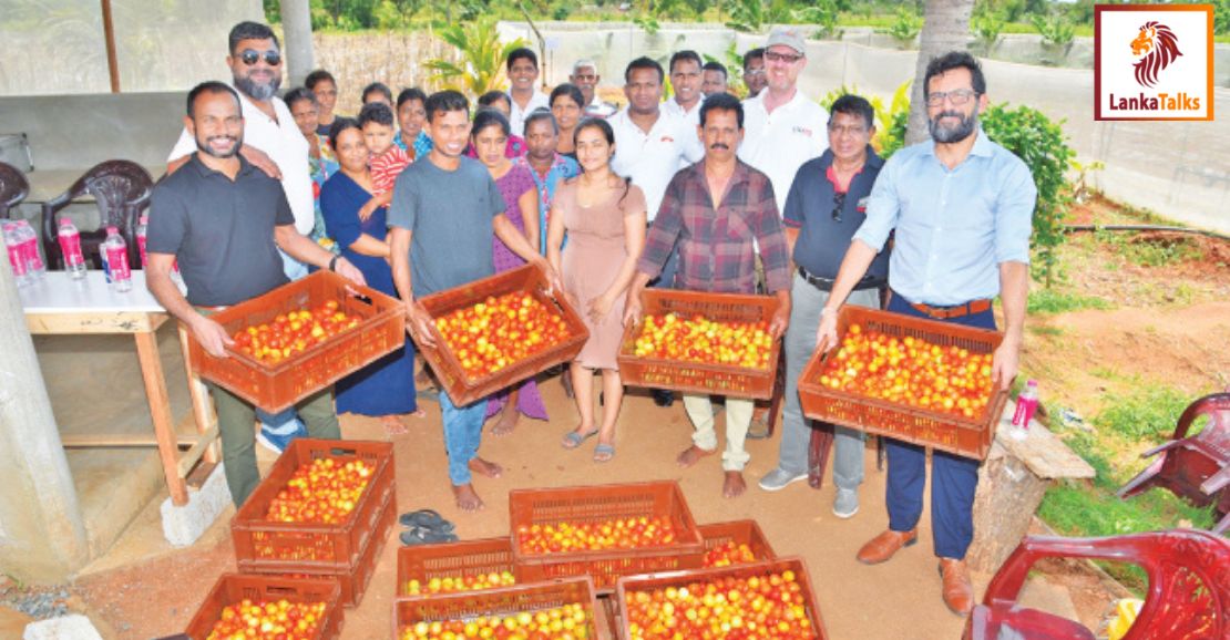 USAID- Cargills partnership drives innovation with KIST high tech tomato out grower project