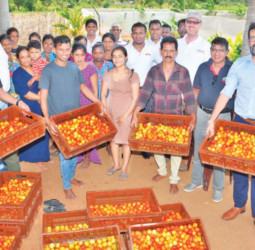 USAID- Cargills partnership drives innovation with KIST high tech tomato out grower project