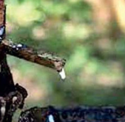 Rubber exports to Europe expected to rise