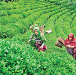 Merchandise exports up by 4.18% to USD 1.16 Bn in Aug.