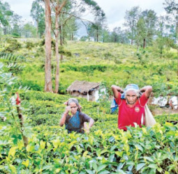 January to September Tea exports increase