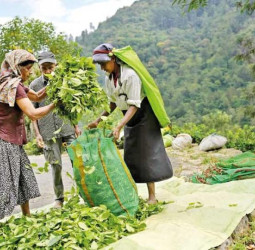 PA calls for collaborative efforts to transform plantation sector