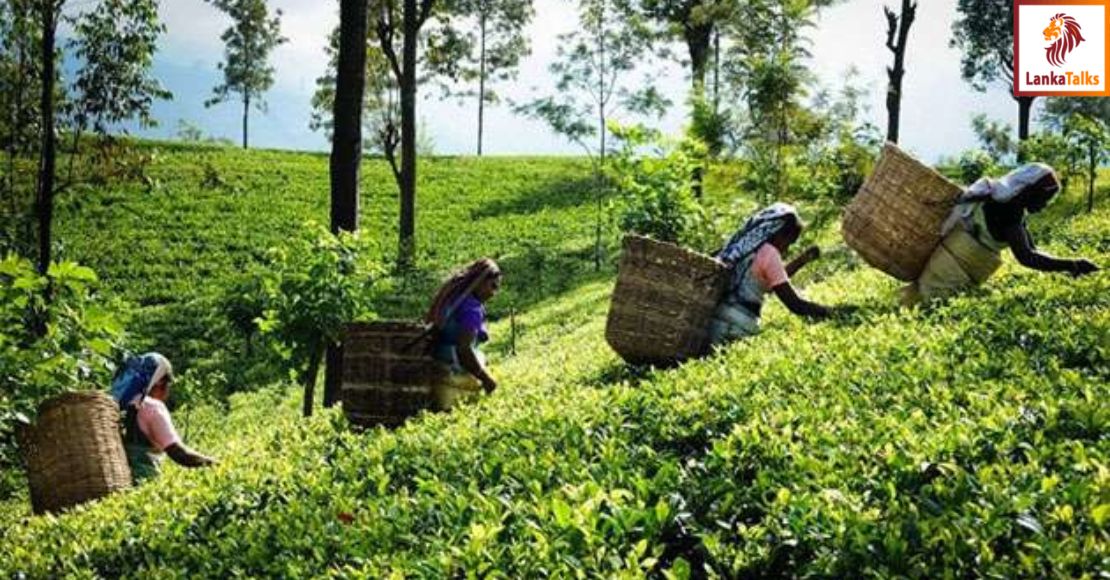 Tea exports show modest growth in January