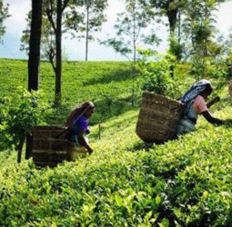 Tea exports show modest growth in January