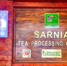 Sarnia Estate – A Timeless Legacy of Beauty and Heritage