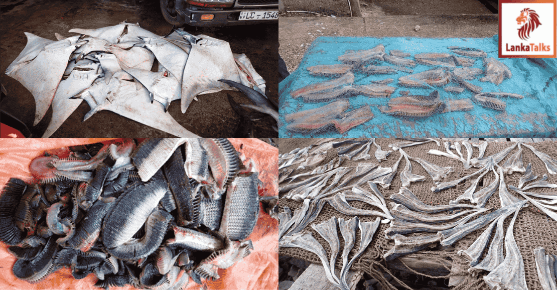 Feature Story Release: Sri Lanka’s Silent Struggle for Manta and Devil Rays