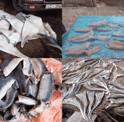 Feature Story Release: Sri Lanka’s Silent Struggle for Manta and Devil Rays