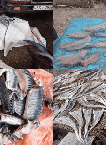 Feature Story Release: Sri Lanka’s Silent Struggle for Manta and Devil Rays