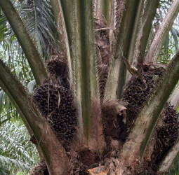 Losing Millions in Silence: Why Sri Lanka Must Lift the Palm Oil Ban Now