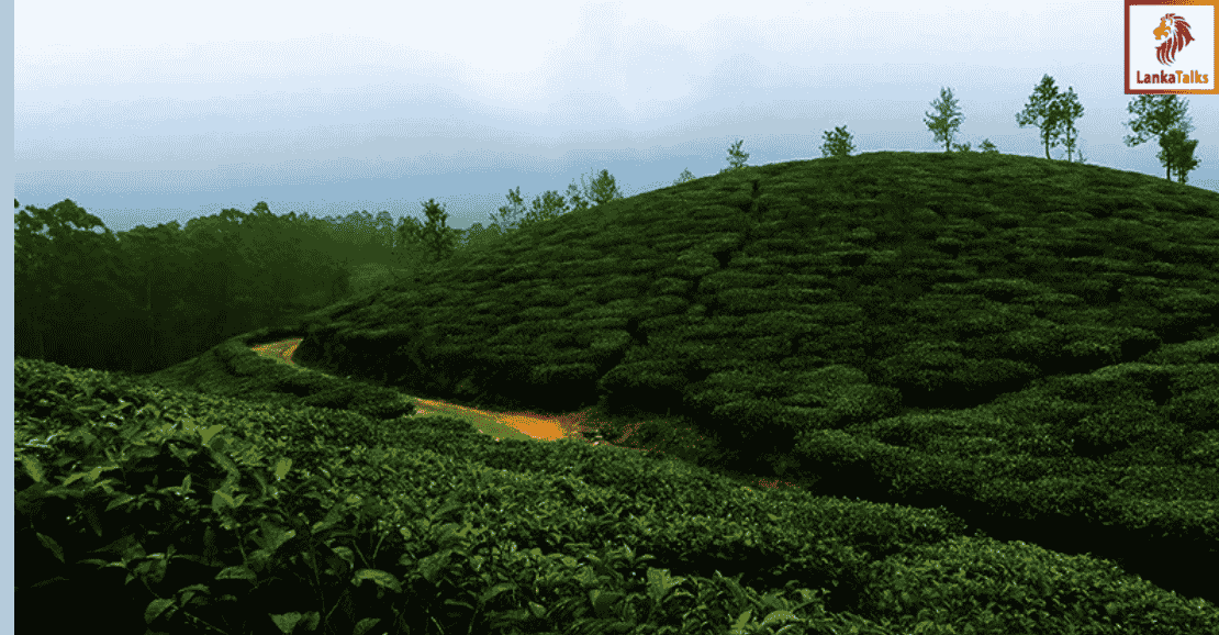 SVAT and the tea industry