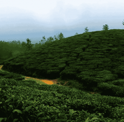 SVAT and the tea industry