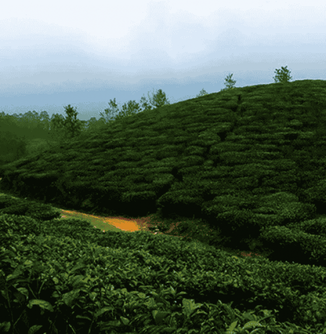 SVAT and the tea industry
