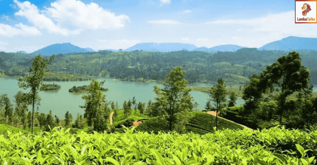 Smallholder tea in urgent need of investment: TEA