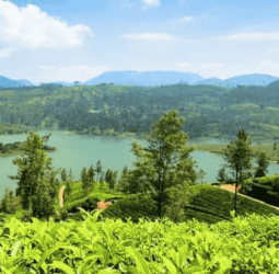 Smallholder tea in urgent need of investment: TEA